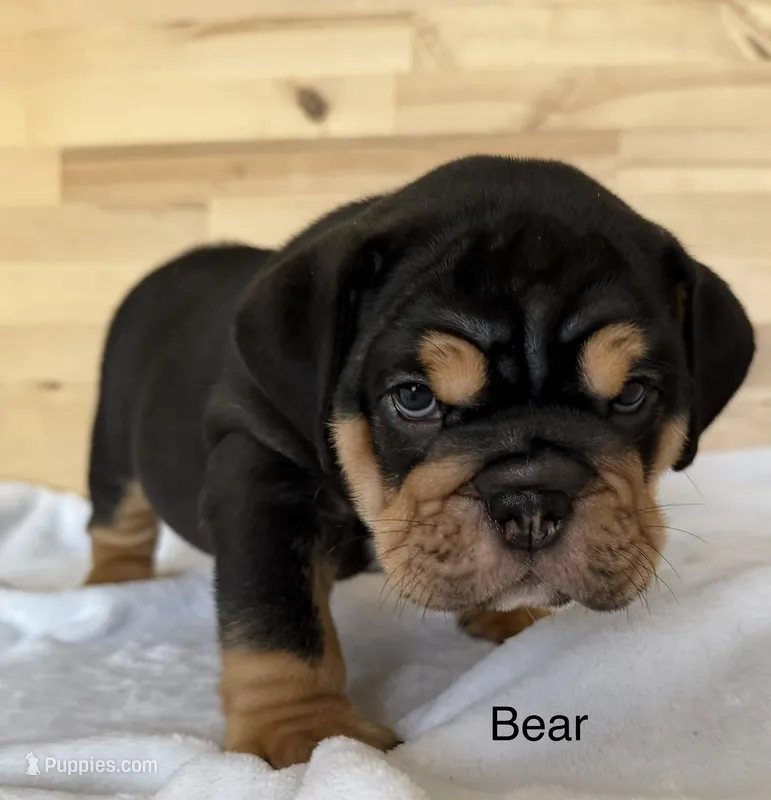 Bear  – English Bulldog puppy for sale in Pittsburg, KS