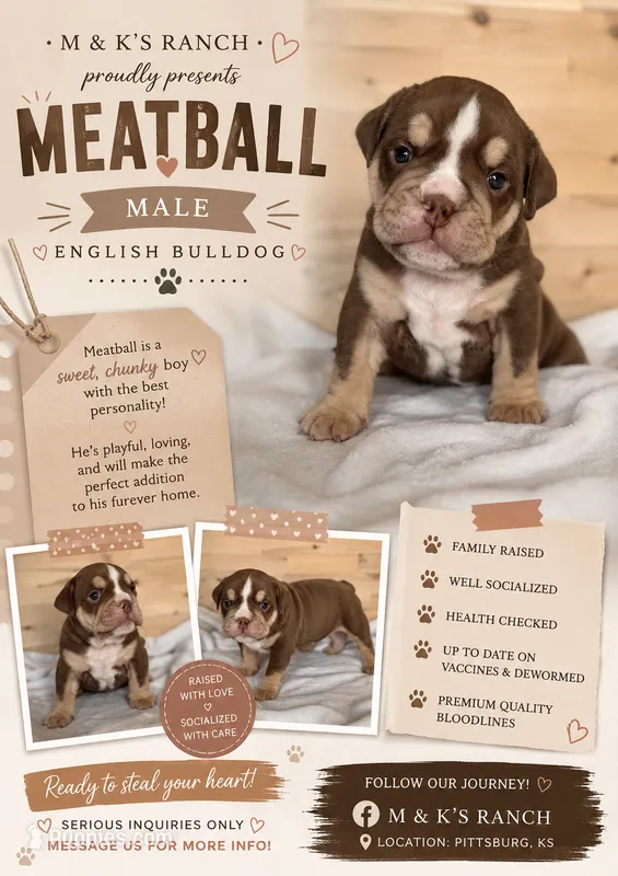 Meatball – English Bulldog puppy for sale in Pittsburg, KS