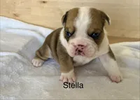Stella , a female English Bulldog for sale in Pittsburg, KS – 2 of 4