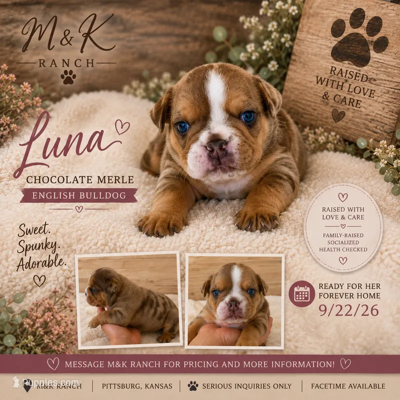 Luna  – English Bulldog puppy for sale in Pittsburg, KS