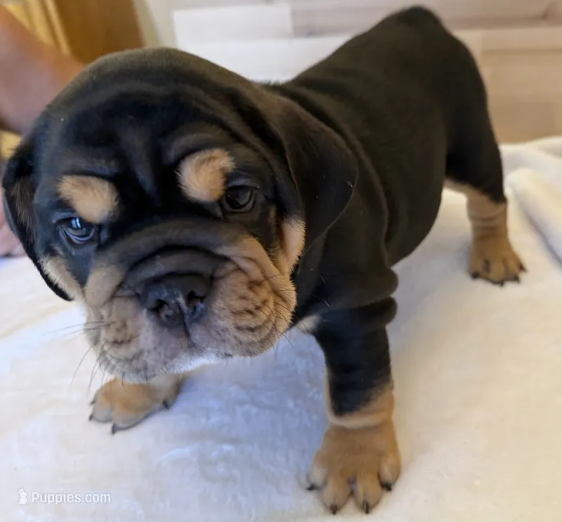 Bear  – English Bulldog puppy for sale in Pittsburg, KS