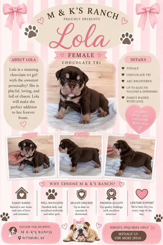 Lola – English Bulldog puppy for sale in Pittsburg, KS