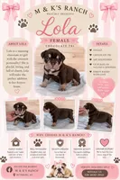 Lola, a female English Bulldog for sale in Pittsburg, KS – 1 of 3