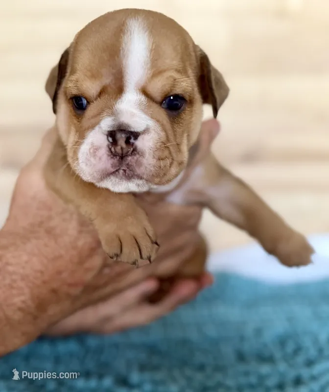 Luna  – English Bulldog puppy for sale in Pittsburg, KS