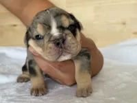 Apollo, a male English Bulldog for sale in Pittsburg, KS – 3 of 5