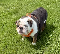 Cash, a male English Bulldog for sale in Pittsburg, KS – 4 of 4