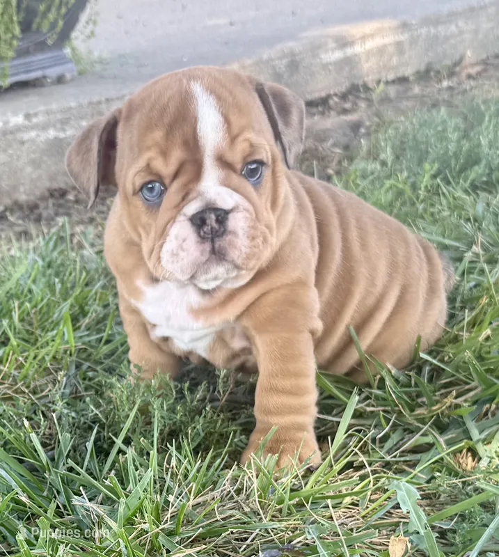 Luna  – English Bulldog puppy for sale in Pittsburg, KS