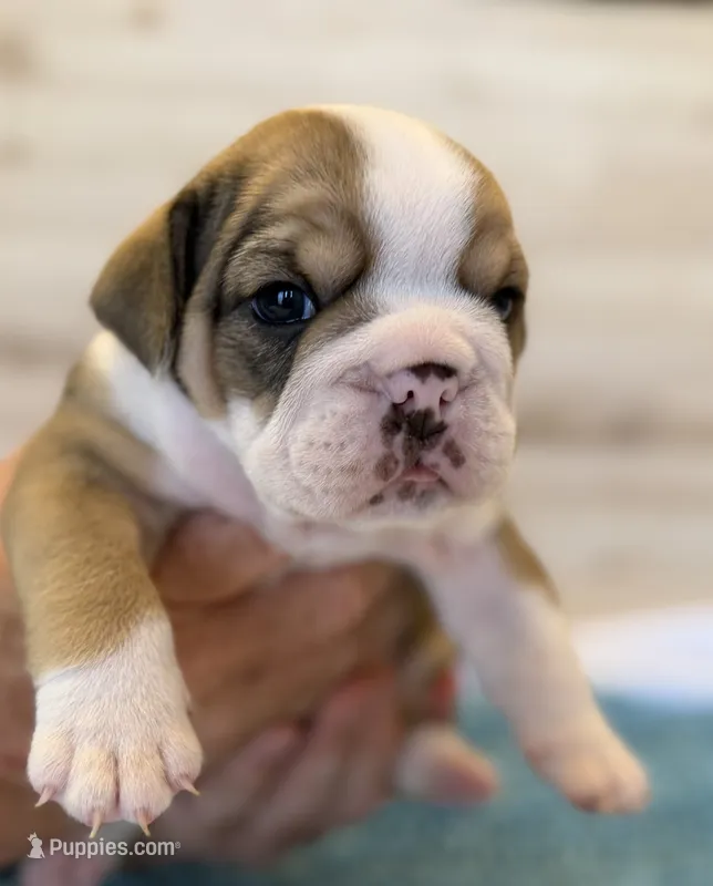 Stella  – English Bulldog puppy for sale in Pittsburg, KS