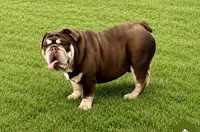 Luna , a female English Bulldog for sale in Pittsburg, KS – 6 of 6