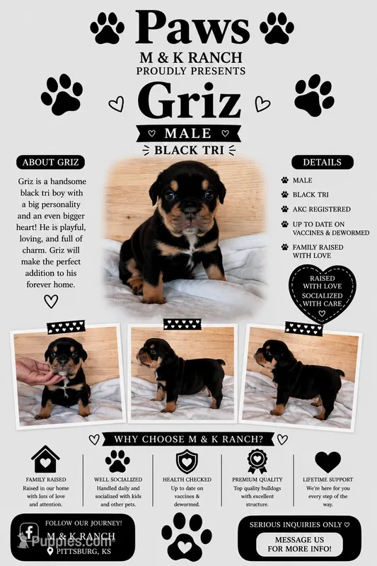 Griz – English Bulldog puppy for sale in Pittsburg, KS