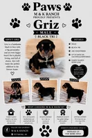 Griz, a male English Bulldog for sale in Pittsburg, KS – 1 of 4