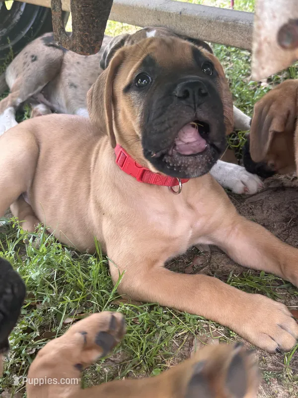 Female #2 – Bullmastiff, Cane Corso puppy on hold in Milton, FL
