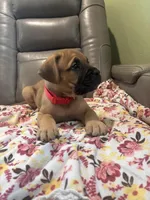 Female #2, a male Bullmastiff and Cane Corso for sale in Milton, FL – Photo 3 of 3