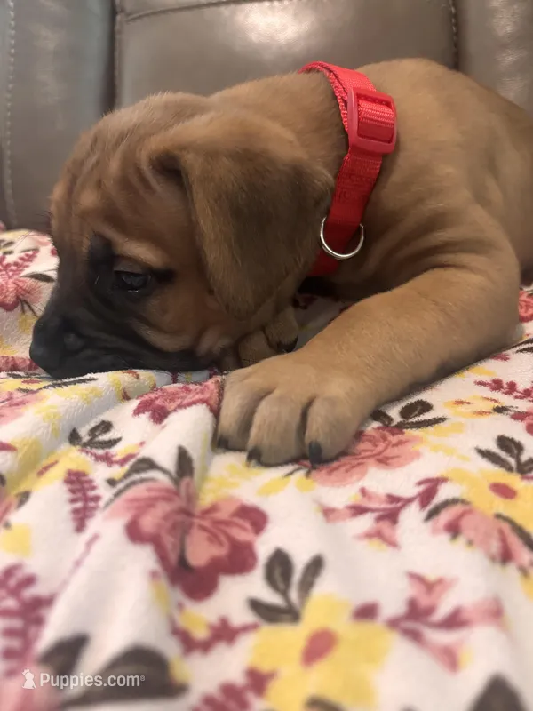 Female #2 – Bullmastiff, Cane Corso puppy for sale in Milton, FL