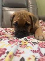 Female #2, a male Bullmastiff and Cane Corso for sale in Milton, FL – Photo 2 of 3