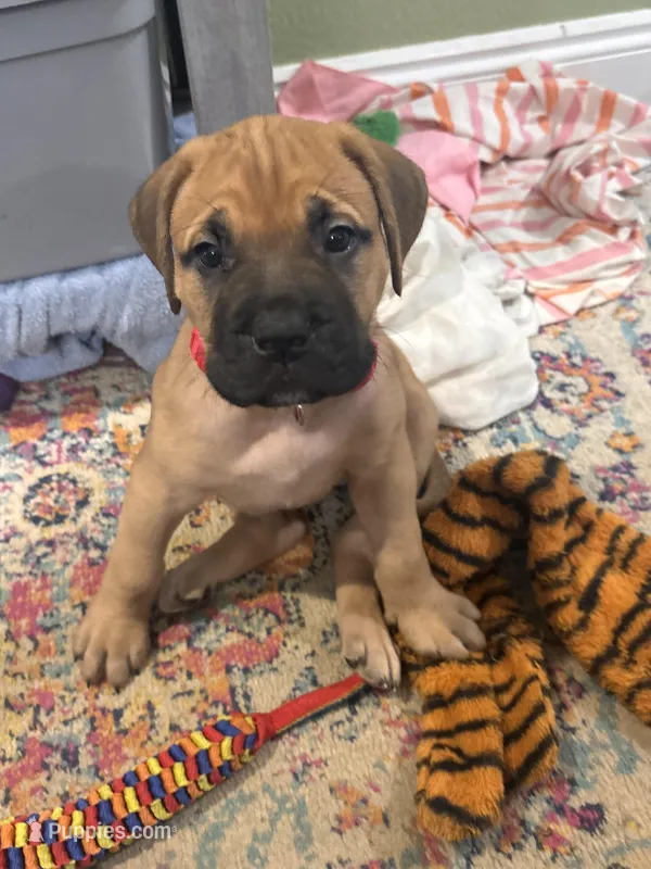 Female #2 – Bullmastiff, Cane Corso puppy for sale in Milton, FL