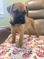 Female #4, a male Bullmastiff and Cane Corso for sale in Milton, FL – Photo 3 of 3