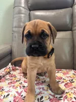 Female #4, a male Bullmastiff and Cane Corso for sale in Milton, FL – Photo 2 of 3