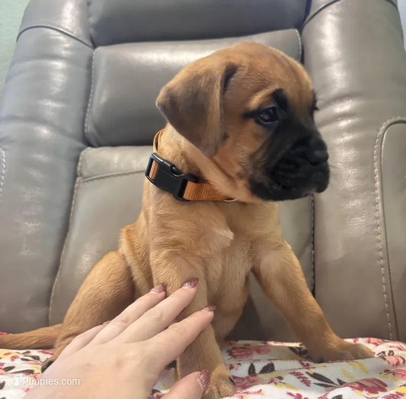 Female #4 – Bullmastiff, Cane Corso puppy for sale in Milton, FL
