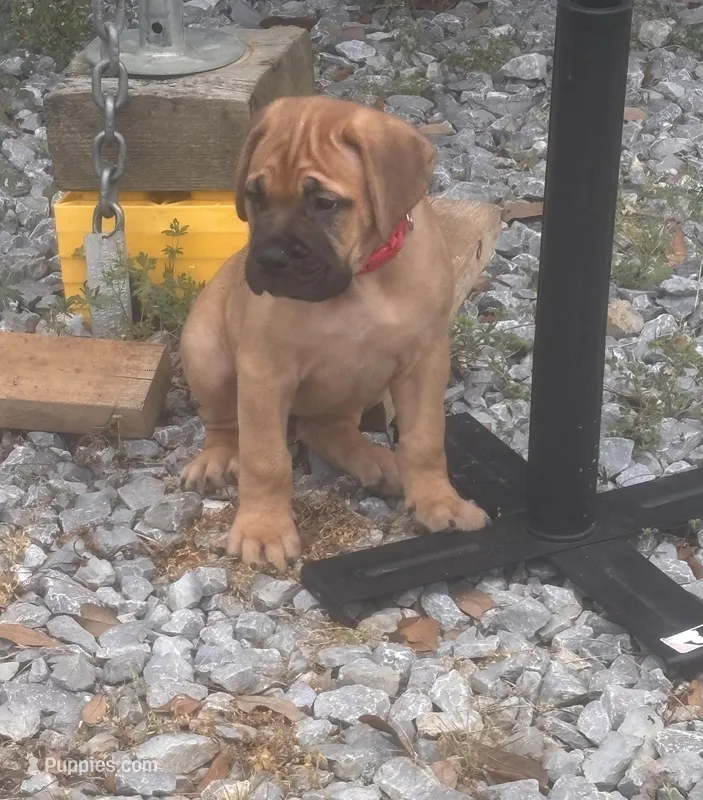 Female #2 – Bullmastiff, Cane Corso puppy for sale in Milton, FL