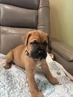 Male 2, a male Bullmastiff and Cane Corso for sale in Milton, FL – Photo 2 of 3