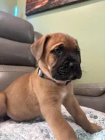 Male 2, a male Bullmastiff and Cane Corso for sale in Milton, FL – Photo 3 of 3