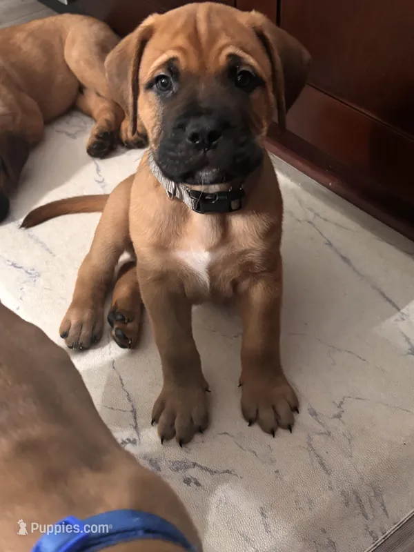Male 2 – Bullmastiff, Cane Corso puppy for sale in Milton, FL