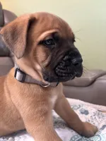 Male 2, a male Bullmastiff and Cane Corso for sale in Milton, FL – Photo 1 of 3