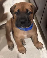 Male # 3, a male Bullmastiff and Cane Corso for sale in Milton, FL – Photo 4 of 4