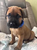 Male # 3, a male Bullmastiff and Cane Corso for sale in Milton, FL – Photo 1 of 4