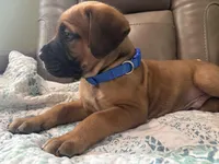 Male # 3, a male Bullmastiff and Cane Corso for sale in Milton, FL – Photo 3 of 4