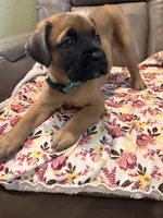 Female #1, a male Bullmastiff and Cane Corso for sale in Milton, FL – Photo 2 of 3