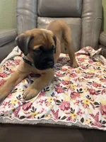 Female #1, a male Bullmastiff and Cane Corso for sale in Milton, FL – Photo 3 of 3