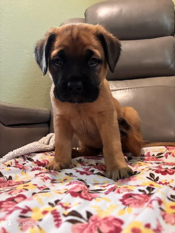 Female #1 – Bullmastiff, Cane Corso puppy for sale in Milton, FL