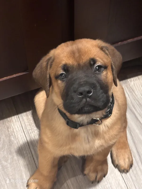 Male 1  – Bullmastiff, Cane Corso puppy for sale in Milton, FL