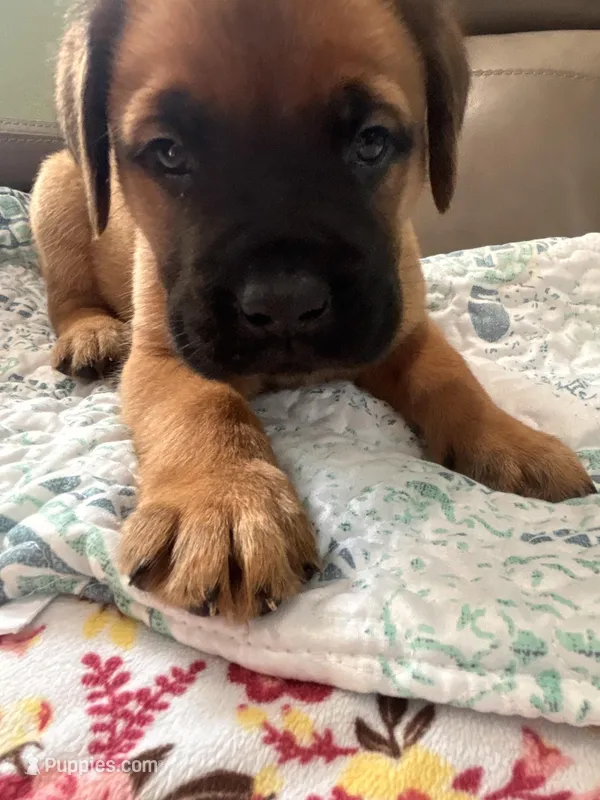 Male 1  – Bullmastiff, Cane Corso puppy for sale in Milton, FL