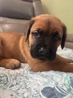 Male 1 , a male Bullmastiff and Cane Corso for sale in Milton, FL – Photo 2 of 4