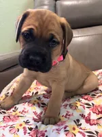 Female #3, a male Bullmastiff and Cane Corso for sale in Milton, FL – Photo 1 of 3
