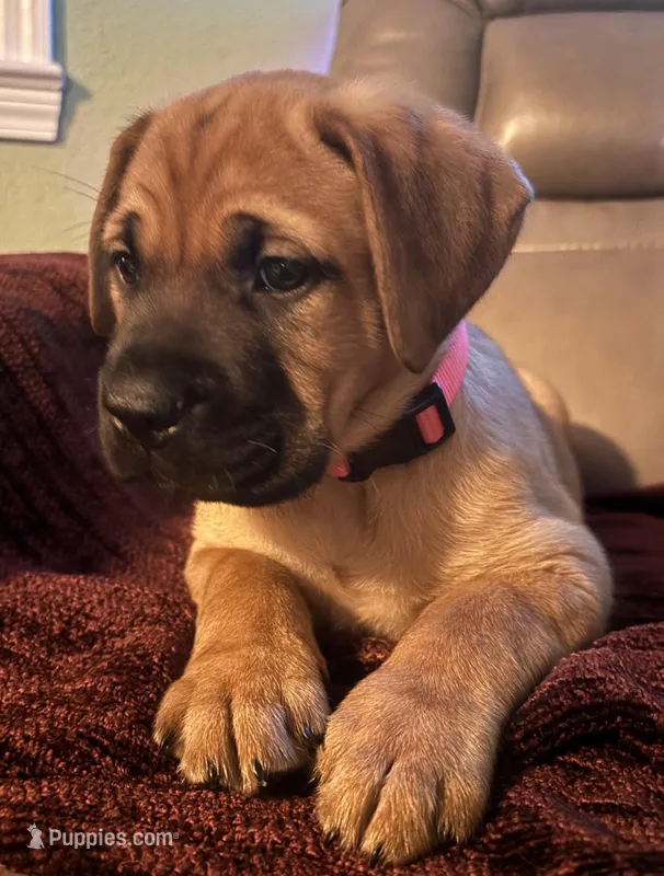Female #3 – Bullmastiff, Cane Corso puppy for sale in Milton, FL