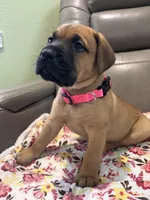 Female #3, a male Bullmastiff and Cane Corso for sale in Milton, FL – Photo 2 of 3