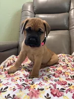 Female #3, a male Bullmastiff and Cane Corso for sale in Milton, FL – Photo 3 of 3