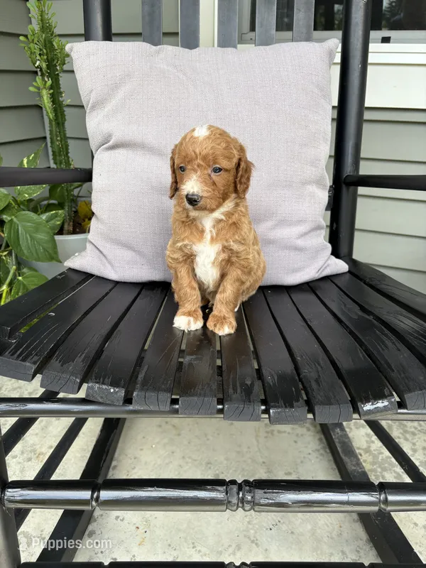 Arlo – Miniature Goldendoodle puppy for sale in Middlebury, IN