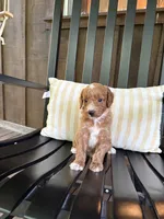 Arlo, a male Miniature Goldendoodle for sale in Middlebury, IN – 2 of 4