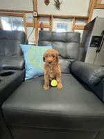 Roxy, a female Miniature Goldendoodle for sale in Middlebury, IN – 2 of 3