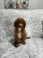 Prince, a male Miniature Goldendoodle for sale in Middlebury, IN – 4 of 9
