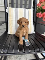 Bentley, a male Miniature Goldendoodle for sale in Middlebury, IN – 2 of 4