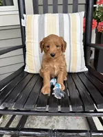 Bentley, a male Miniature Goldendoodle for sale in Middlebury, IN – 3 of 4