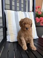 Jett, a male Miniature Goldendoodle for sale in Middlebury, IN – 3 of 3