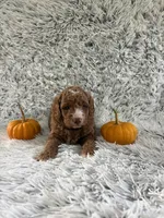 Zeke, a male Miniature Goldendoodle for sale in Middlebury, IN – 10 of 10