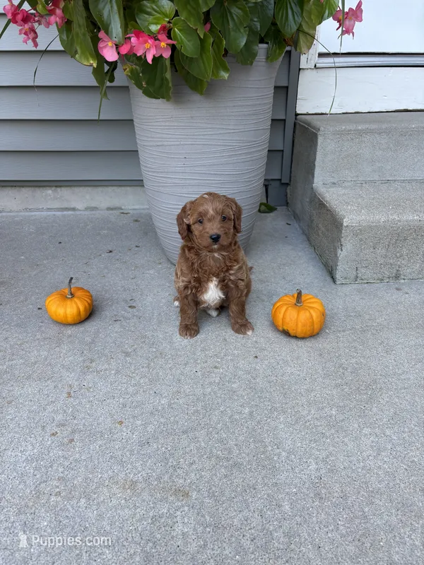 Cookie – Miniature Goldendoodle puppy for sale in Middlebury, IN